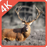 Life Of Deer Struggle LWP