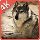Predator Wolf 4K Live WP icône