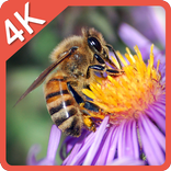 Real Bee Flower 4K LWP
