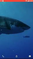 Shark Predator Attack LWP capture d'écran 1