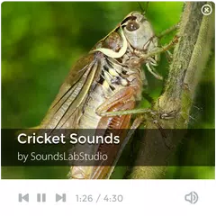 Скачать Cricket Sounds APK