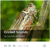 Cricket Sounds APK