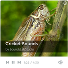 Cricket Sounds أيقونة