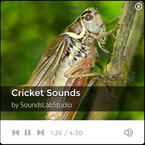 Crickets Chirping Sound Effect Youtube