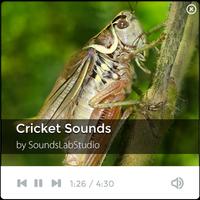 Cricket Sounds الملصق