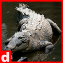 APK Crocodile Live Wallpaper