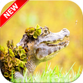 Alligator Wallpaper HD 🐊