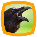 Crow Sounds APK