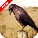 Crow Wallpaper HD APK