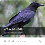 Crow Sounds