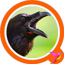 Crow Sounds APK
