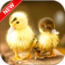 Duck Wallpapers 🦆 – Bird Wallpaper APK