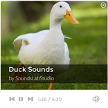 Duck Sounds