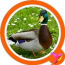 Duck Sounds APK