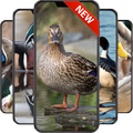 Duck Wallpapers