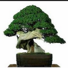 矮人植物 圖標