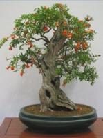 矮人植物 截圖 3