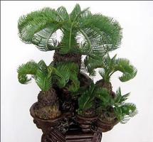 矮人植物 海報