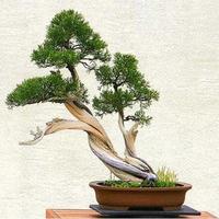 矮人植物 截圖 1