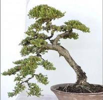 矮人植物 截圖 2