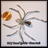DIY-Korn-Spinnen-Tutorien APK