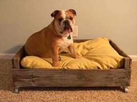 DIY Dog Bed Design Ideas تصوير الشاشة 1