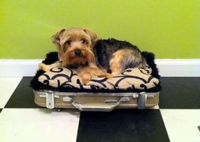 DIY Dog Bed Design Ideas تصوير الشاشة 3