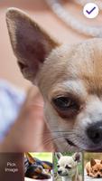 Chihuahua Puppy Dog Wallpaper PIN Lock Screen تصوير الشاشة 1