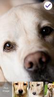 Labrador Favorite Dog Pet Wallpaper HD Lock Screen تصوير الشاشة 2