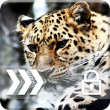 Cheetah Сat PIN Lock