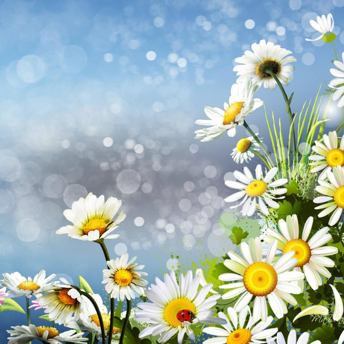 Terbaru 10 Wallpaper  Gambar  Bunga  Daisy  Gambar  Bunga  Indah