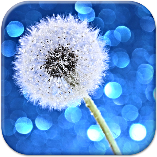 Dandelion Live Wallpaper