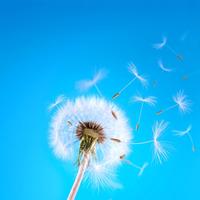 Dandelion Live Wallpaper syot layar 1