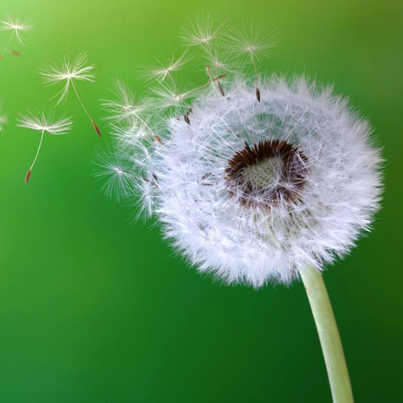 Dandelion Gambar Animasi for Android - APK Download