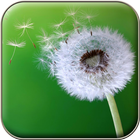 Dandelion Wallpapers আইকন