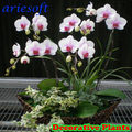 Decorative Plants