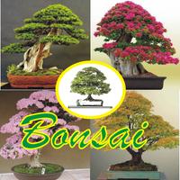 Decorative Plants Bonsai постер