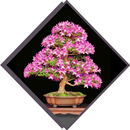Decorative Plants APK