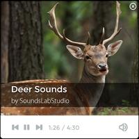 Deer Sounds 海报