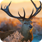 Deer Wallpapers icon