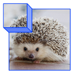 Baby Animal Puzzle 3D for kids