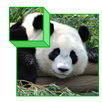 Zoo Puzzle 3D for kids APK