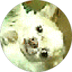 Chihuahua Spin APK