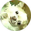 Chihuahua Spin