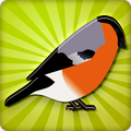 Finch Bird Sounds