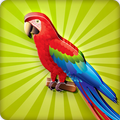 Parrot Calling and Sound