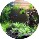 Desain Aquascape Aquarium APK