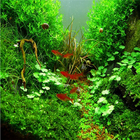 Design Aquarium Aquascape ikon