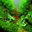 Design Aquarium Aquascape