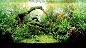 Design Aquarium Aquascape syot layar 1